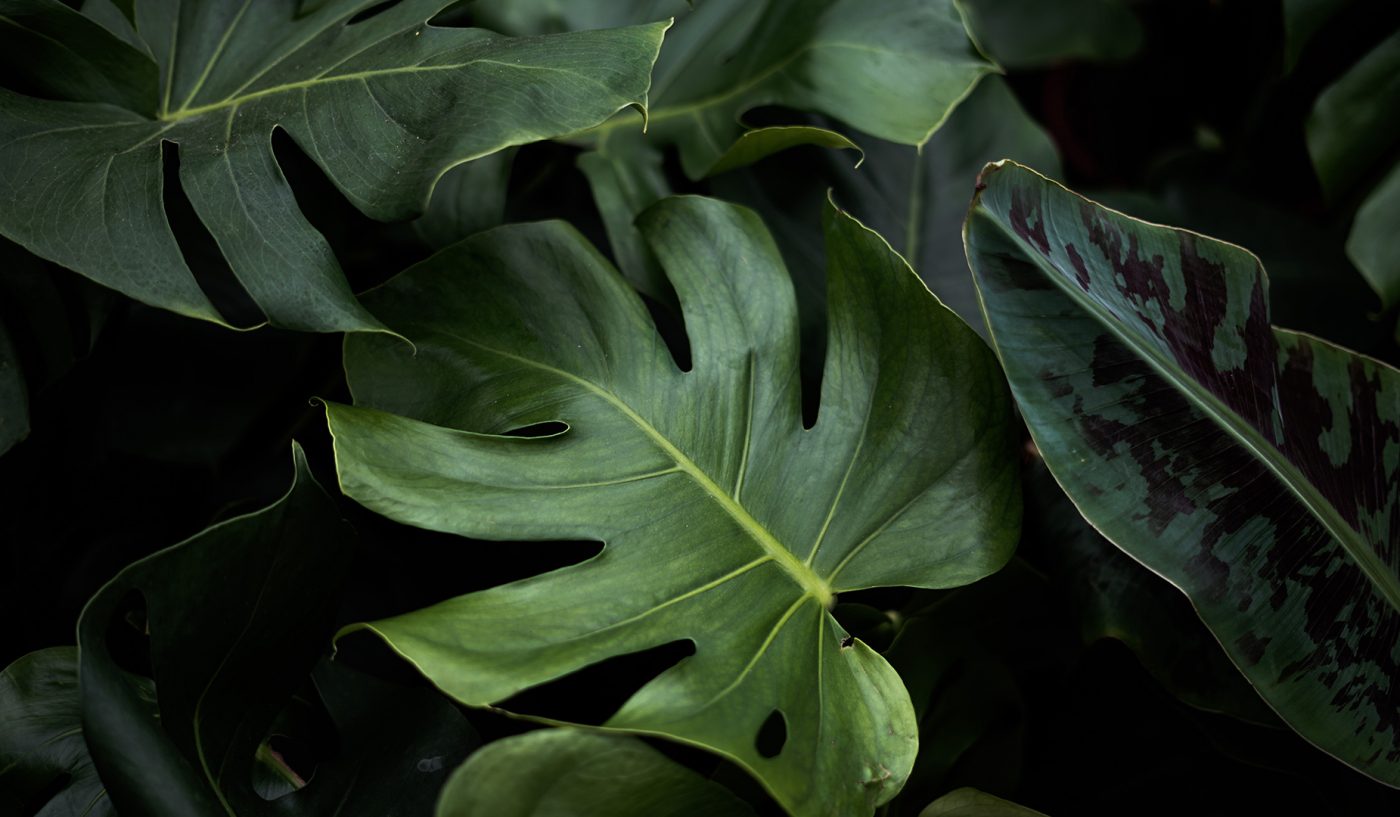 Business Strategy Consul